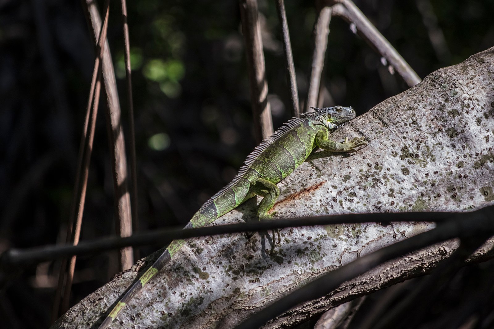 FRANK MEMBREÑO-UICN