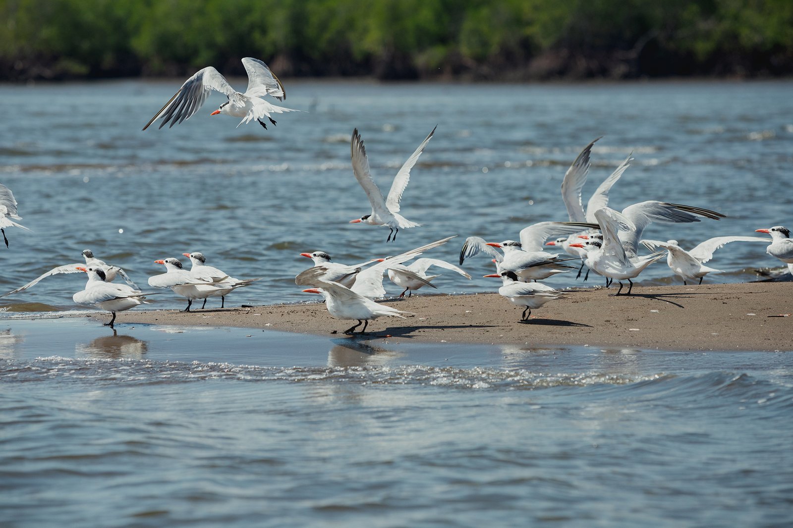 KIMBERLY CARRILLO - UICN1