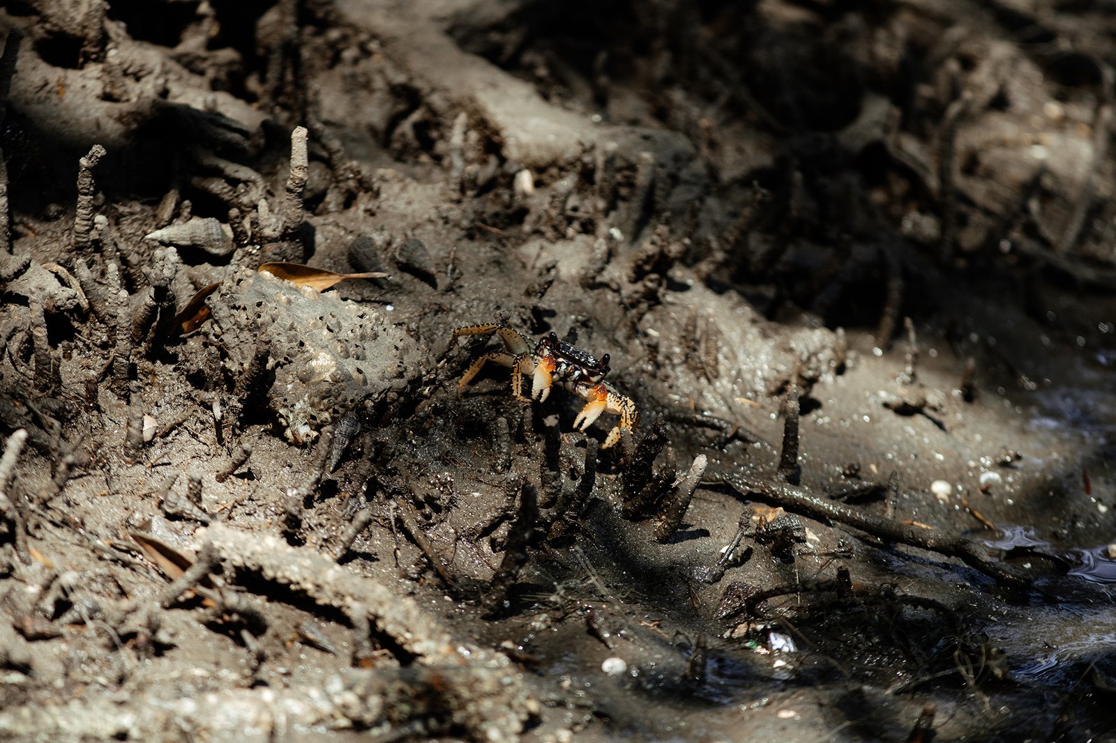 KIMBERLY CARRILLO - UICN11