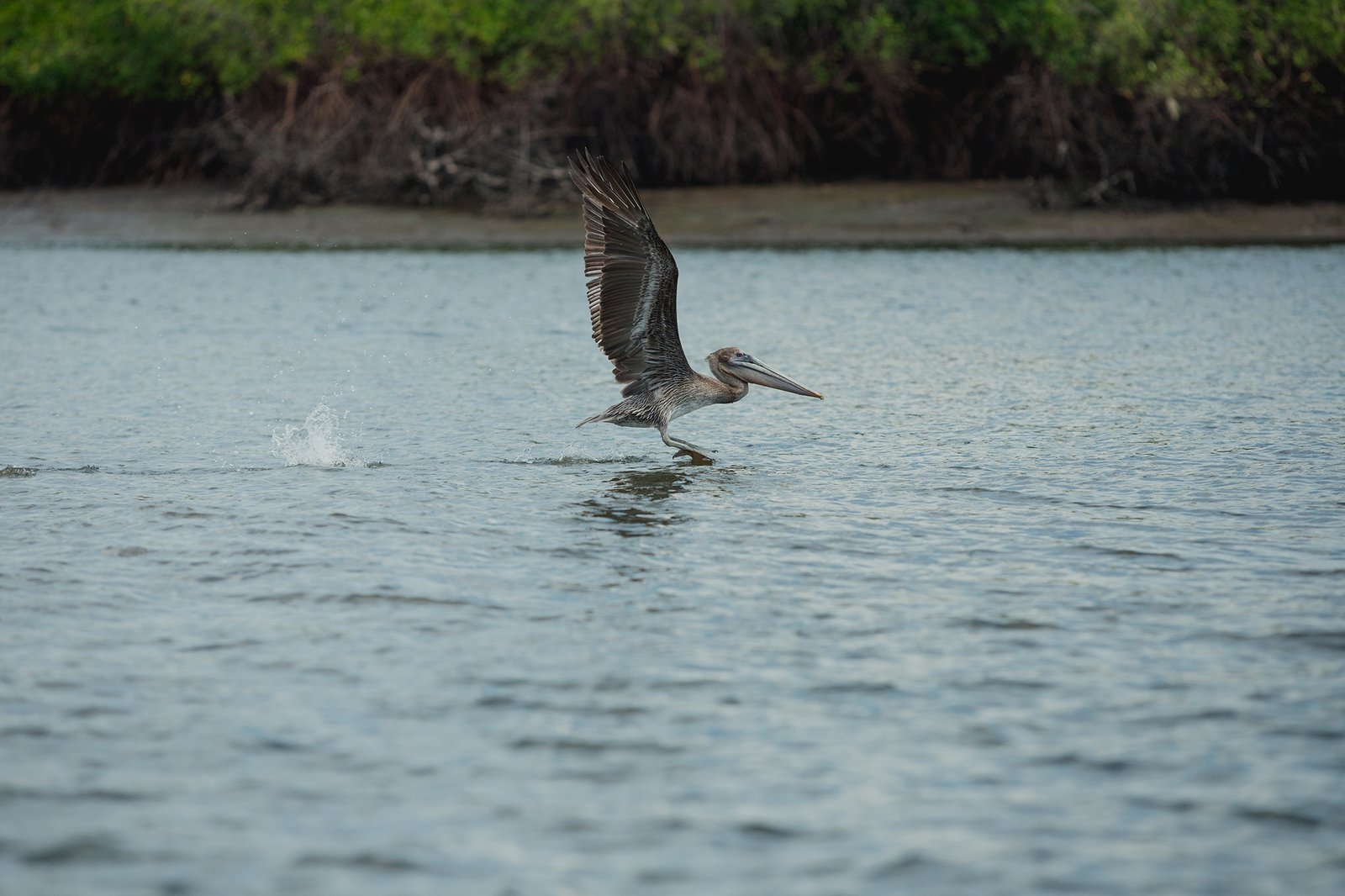 KIMBERLY CARRILLO - UICN33}