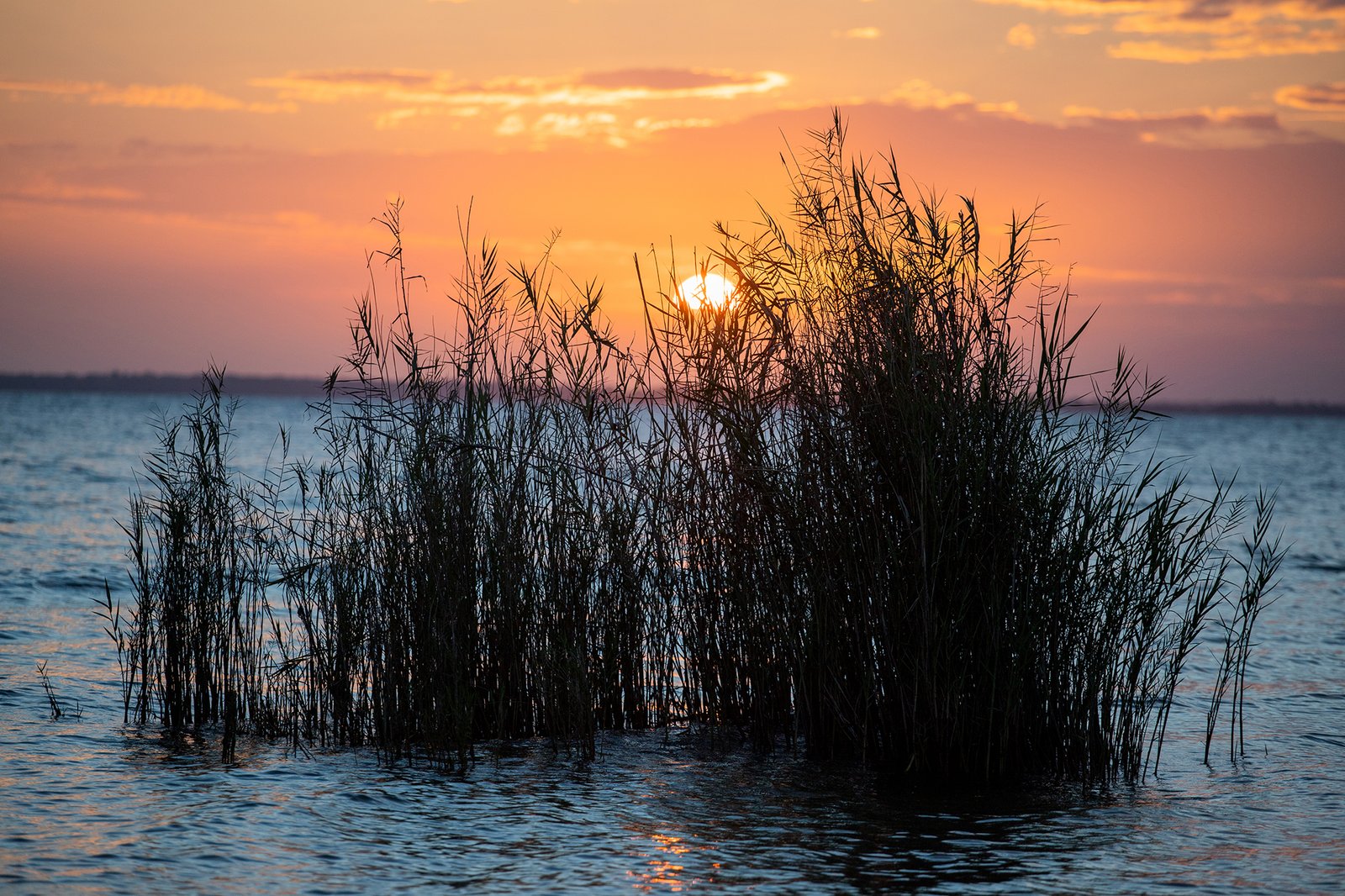 MARTÍN CALIX - UICN (2)