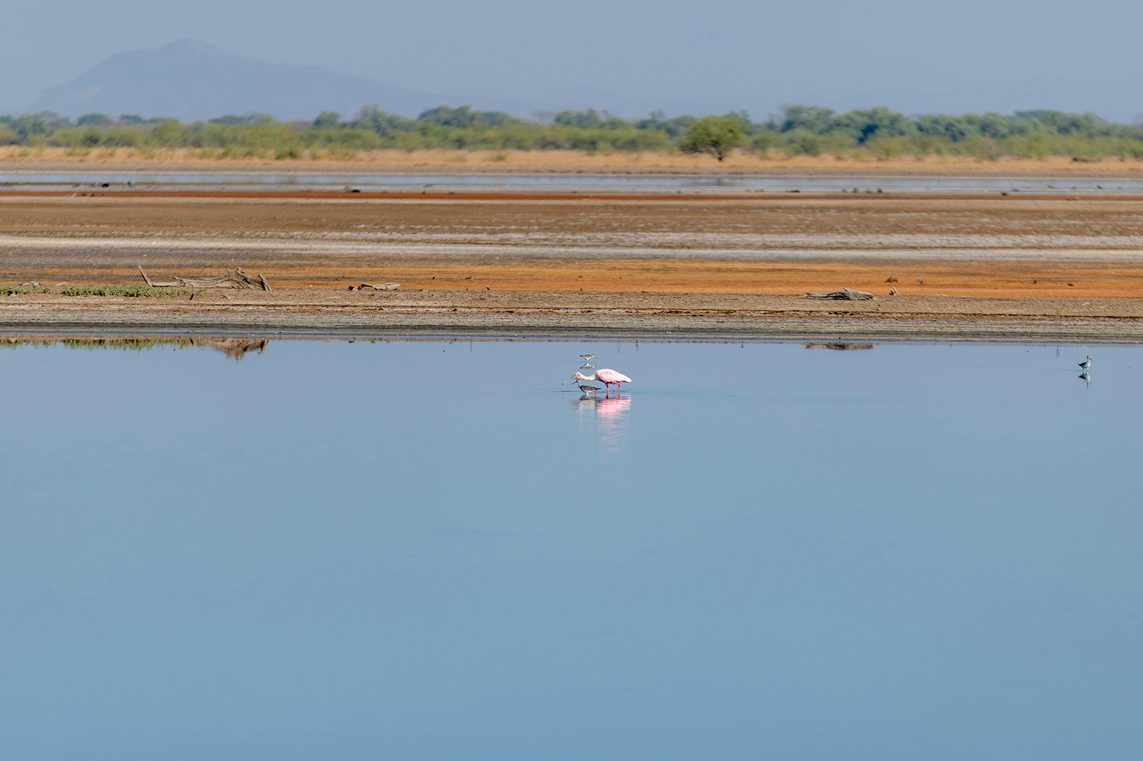 UICN El Jicarito Avistamiento de Aves 31